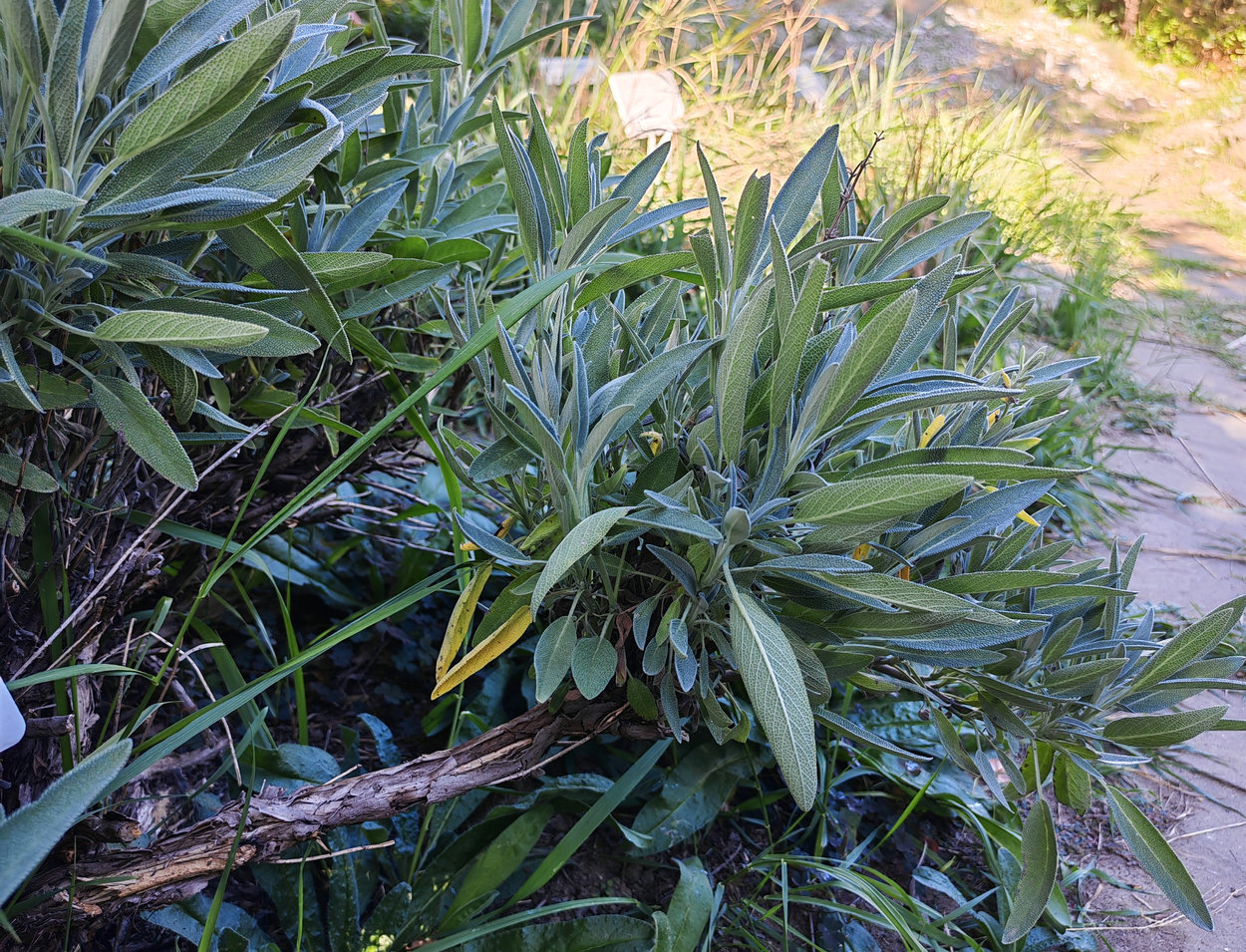 Image of Salvia officinalis specimen.