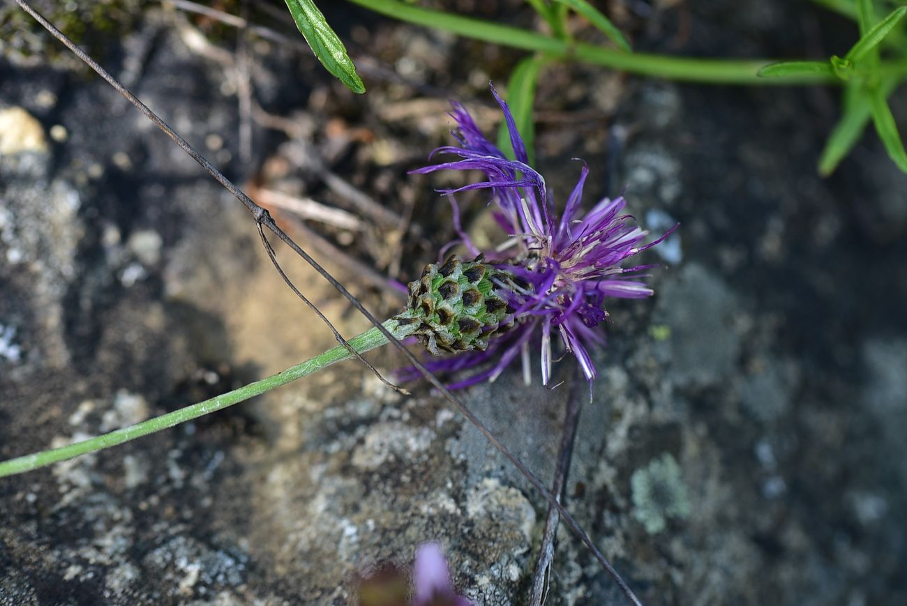 Image of Unknown species specimen.