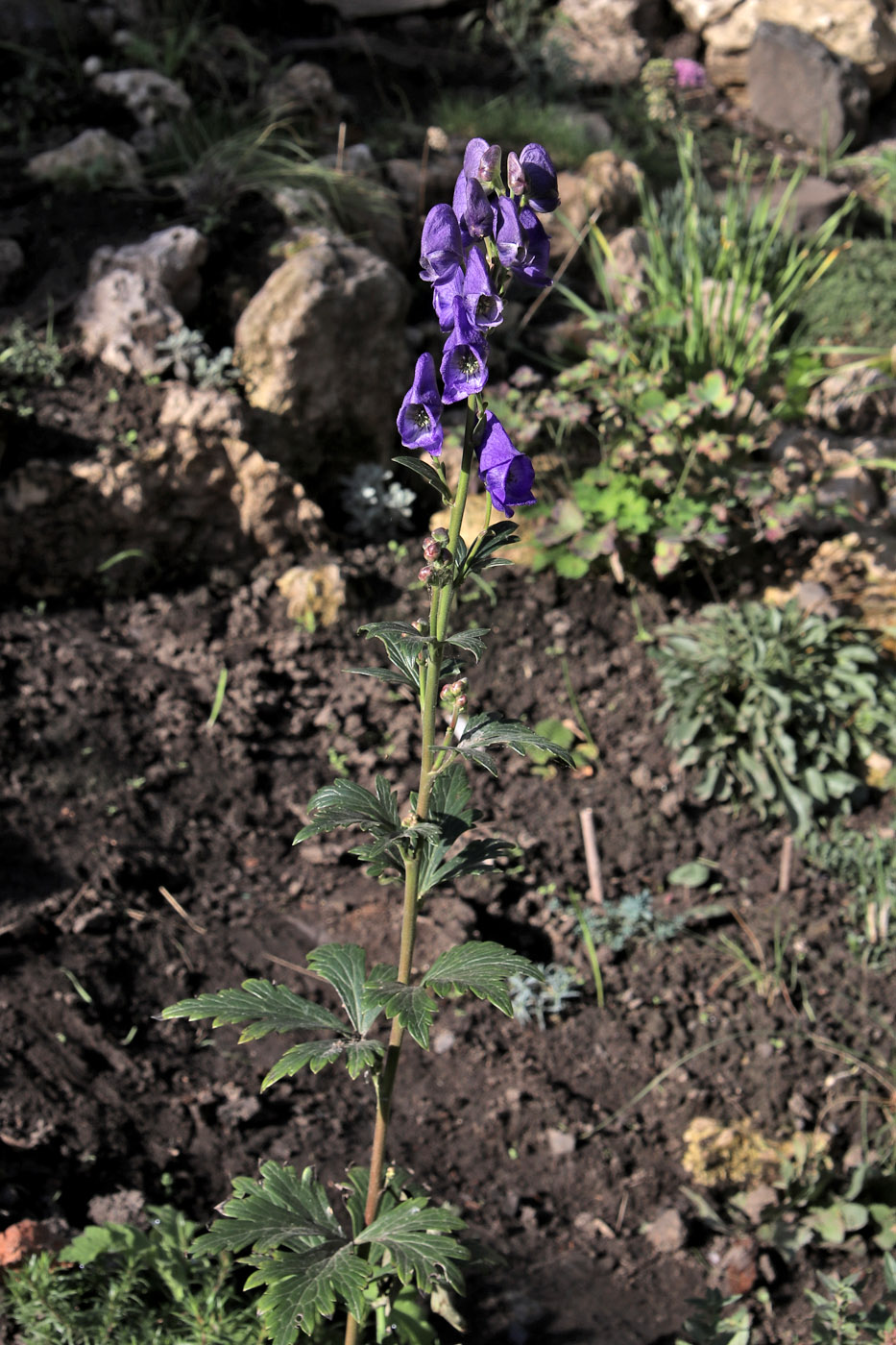 Image of genus Aconitum specimen.