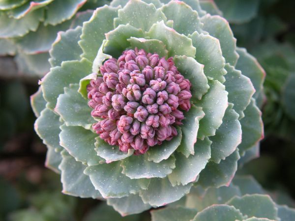 Изображение особи Rhodiola arctica.