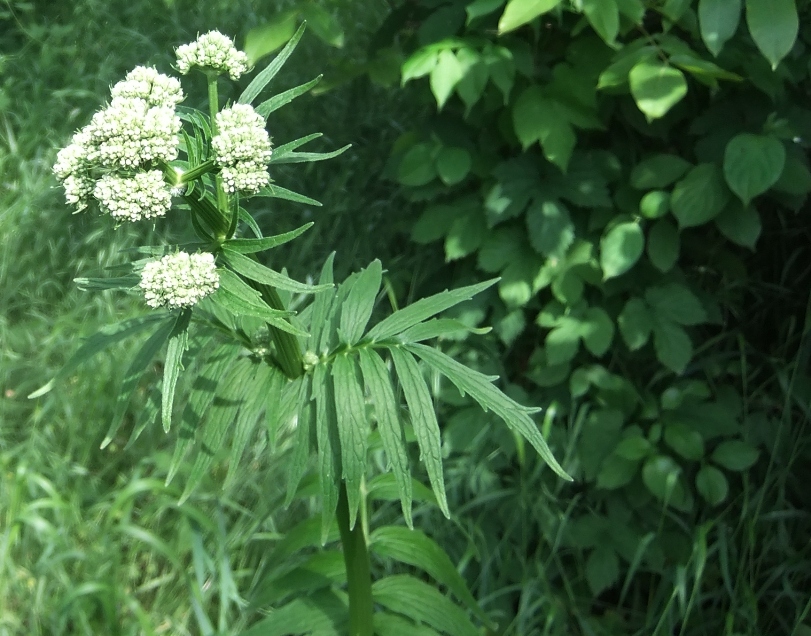 Image of Valeriana officinalis specimen.