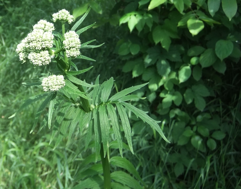 Изображение особи Valeriana officinalis.