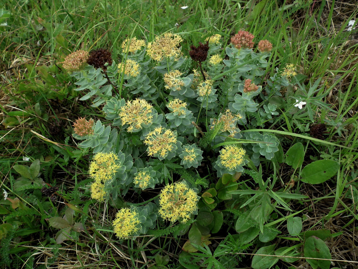 Изображение особи Rhodiola rosea.