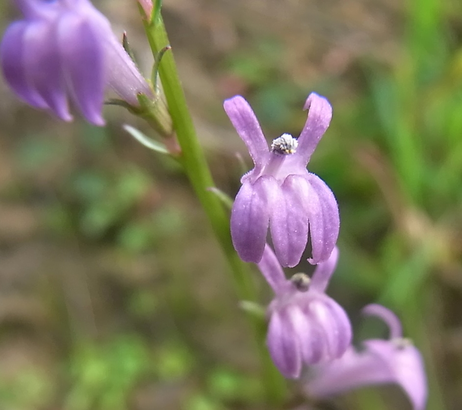 Image of Lobelia urens specimen.