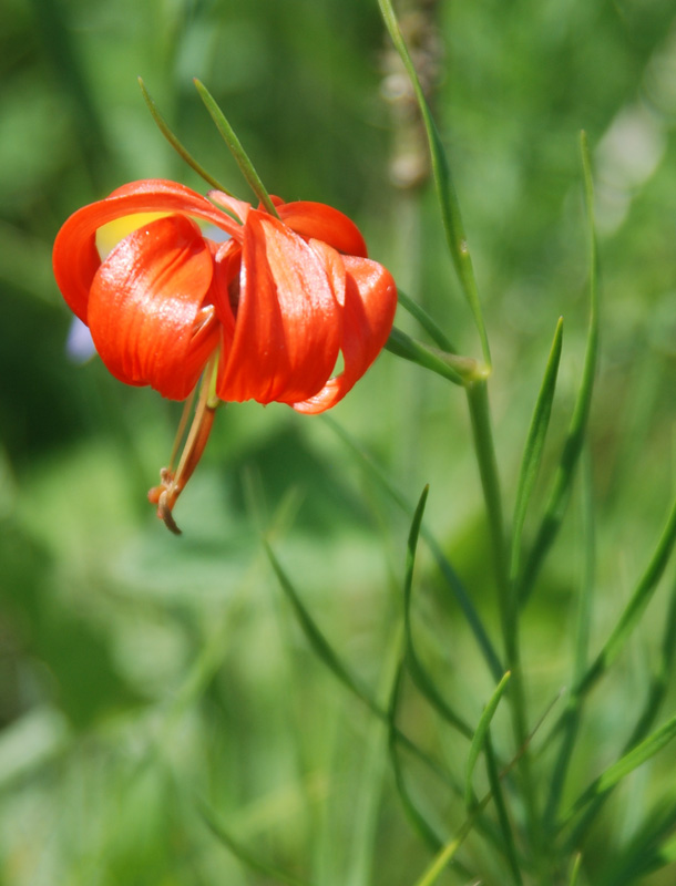 Image of Lilium pumilum specimen.