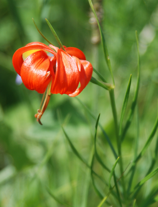 Изображение особи Lilium pumilum.