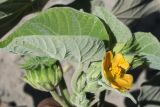 Abutilon theophrasti