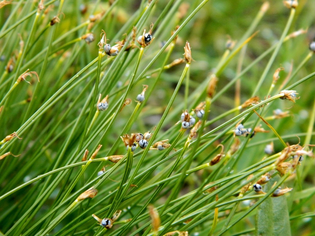 Изображение особи Trichophorum cespitosum.