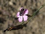 Dianthus humilis