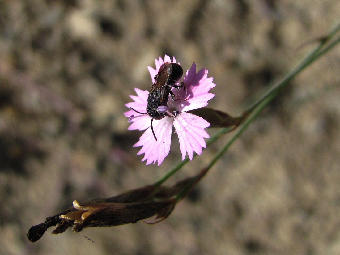 Изображение особи Dianthus humilis.