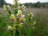 Galeopsis speciosa. Соцветие. Московская обл., Раменский р-н, окр. дер. Хрипань, луг.