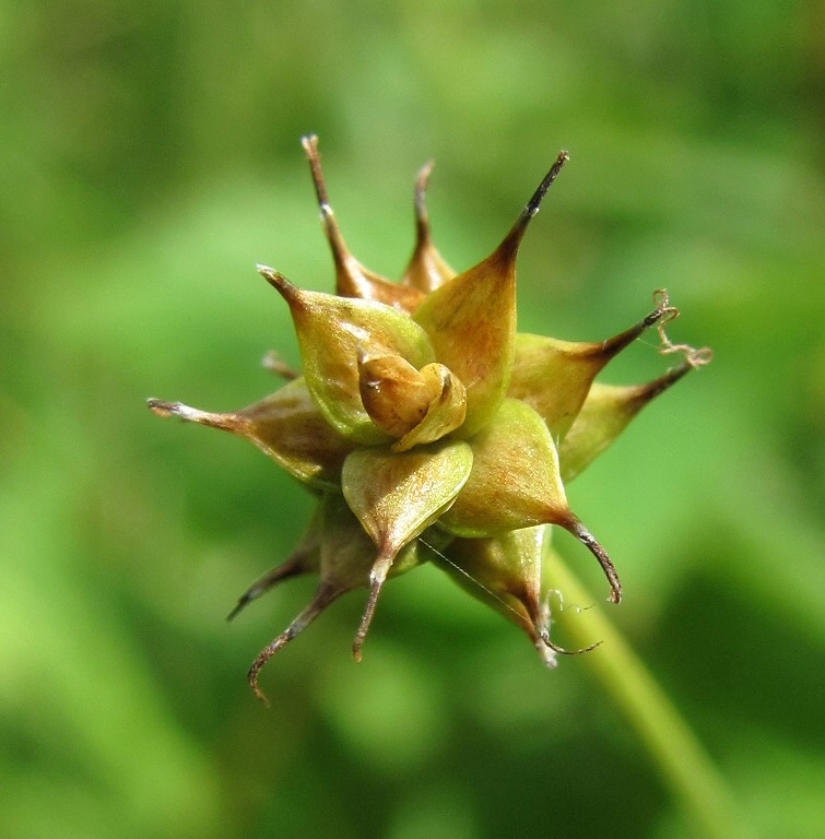 Image of Carex capitata specimen.