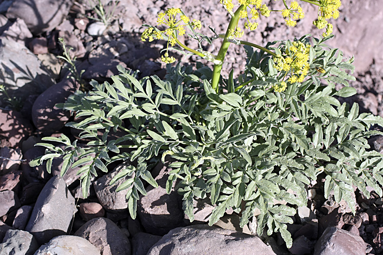 Image of genus Ferula specimen.