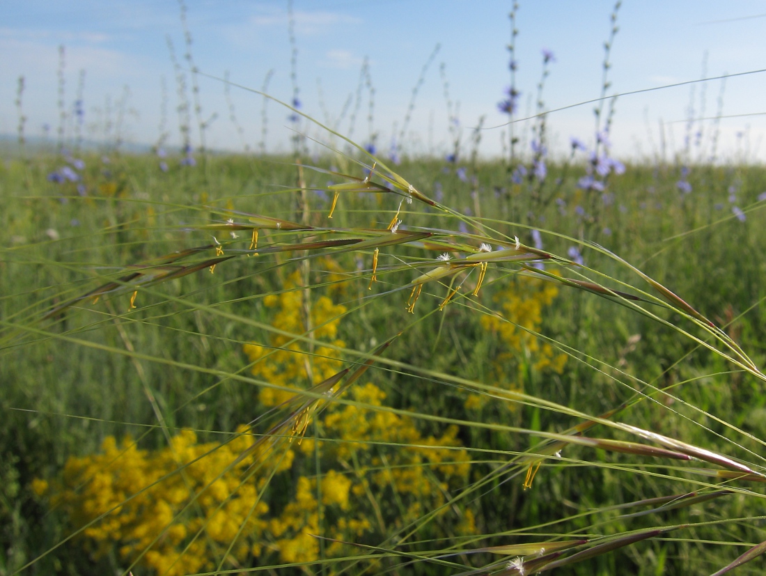 Image of genus Stipa specimen.