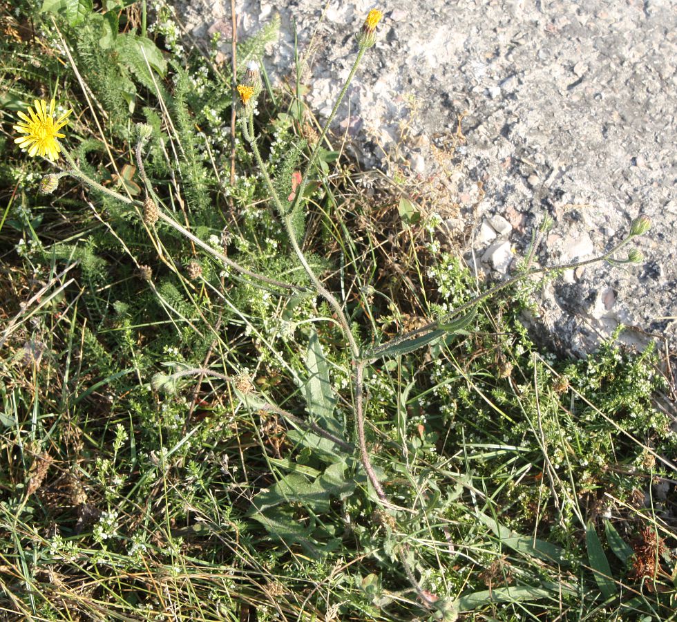 Image of Crepis rhoeadifolia specimen.