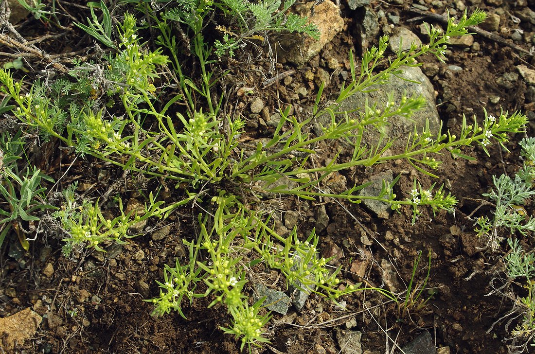 Image of Thesium multicaule specimen.