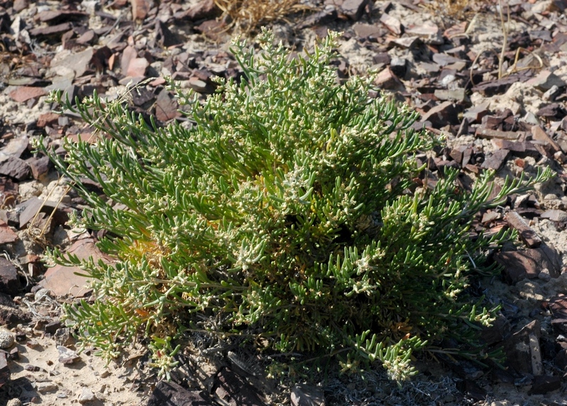 Изображение особи Salsola arbusculiformis.