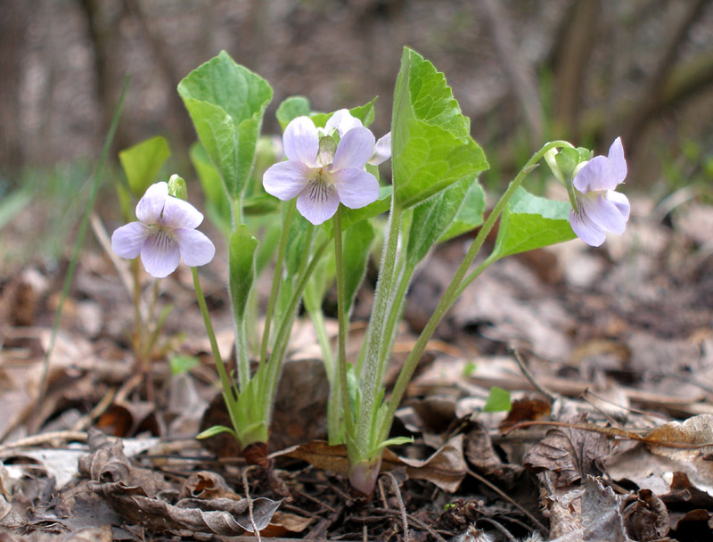 Изображение особи Viola mirabilis.