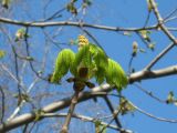 Aesculus hippocastanum. Верхушка веточки с разворачивающимися листьями и нераспустившимся соцветием. СПб, Пушкин. Май 2009 г.