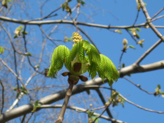 Изображение особи Aesculus hippocastanum.