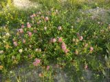 Trifolium medium