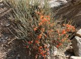 Ephedra intermedia. \"Плодоносящее\" растение. Таджикистан, Памир, окр. г. Хорог. 31.07.2011.