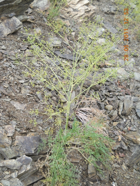 Изображение особи Ferula caspica.