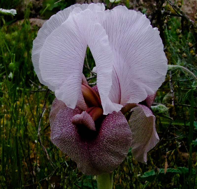 Image of Iris lortetii specimen.