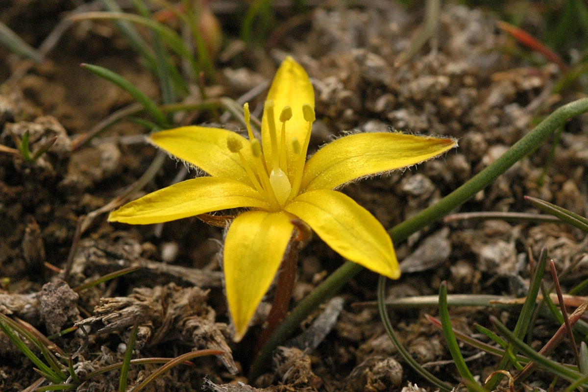 Image of Gagea setifolia specimen.