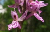 Dactylorhiza sibirica