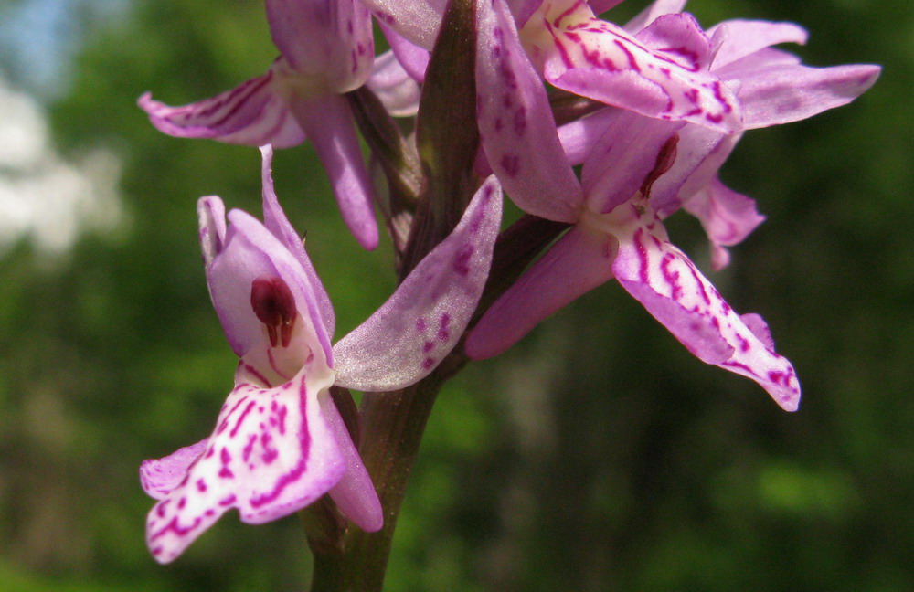 Изображение особи Dactylorhiza sibirica.