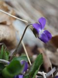 Viola dehnhardtii