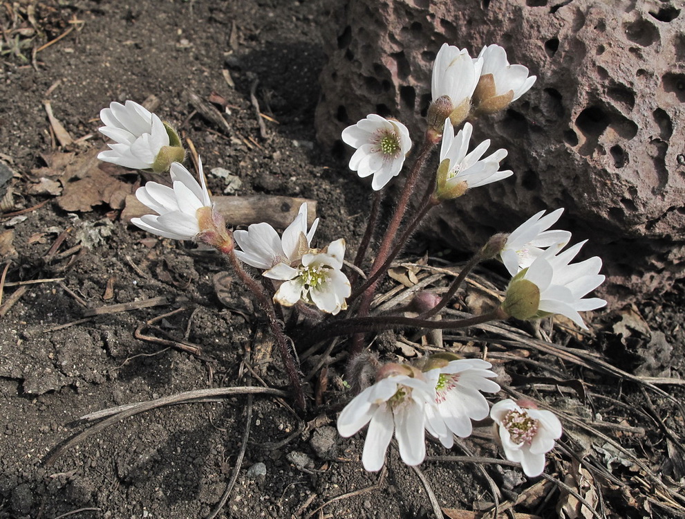 Image of Hepatica asiatica specimen.