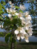Pyrus pyraster
