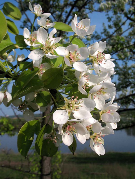 Image of Pyrus pyraster specimen.