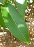 Plumeria разновидность acutifolia