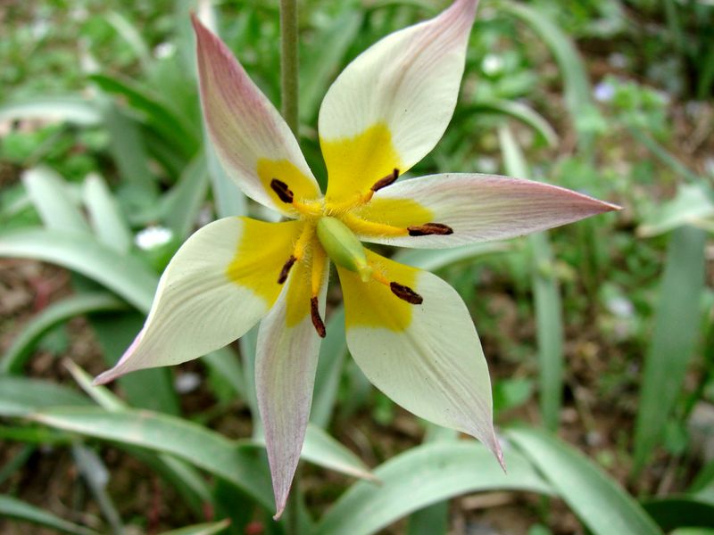 Image of Tulipa bifloriformis specimen.