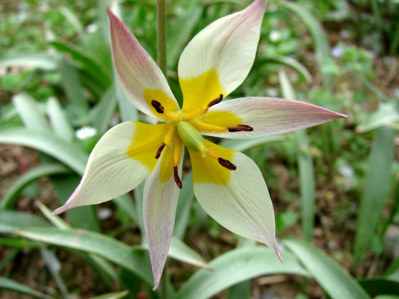 Изображение особи Tulipa bifloriformis.