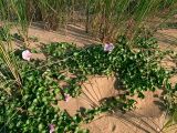 Calystegia soldanella