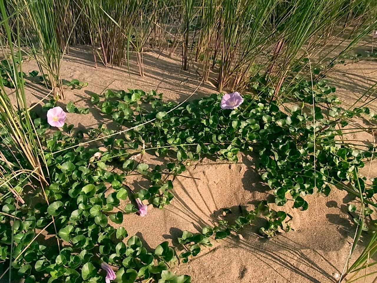 Image of Calystegia soldanella specimen.