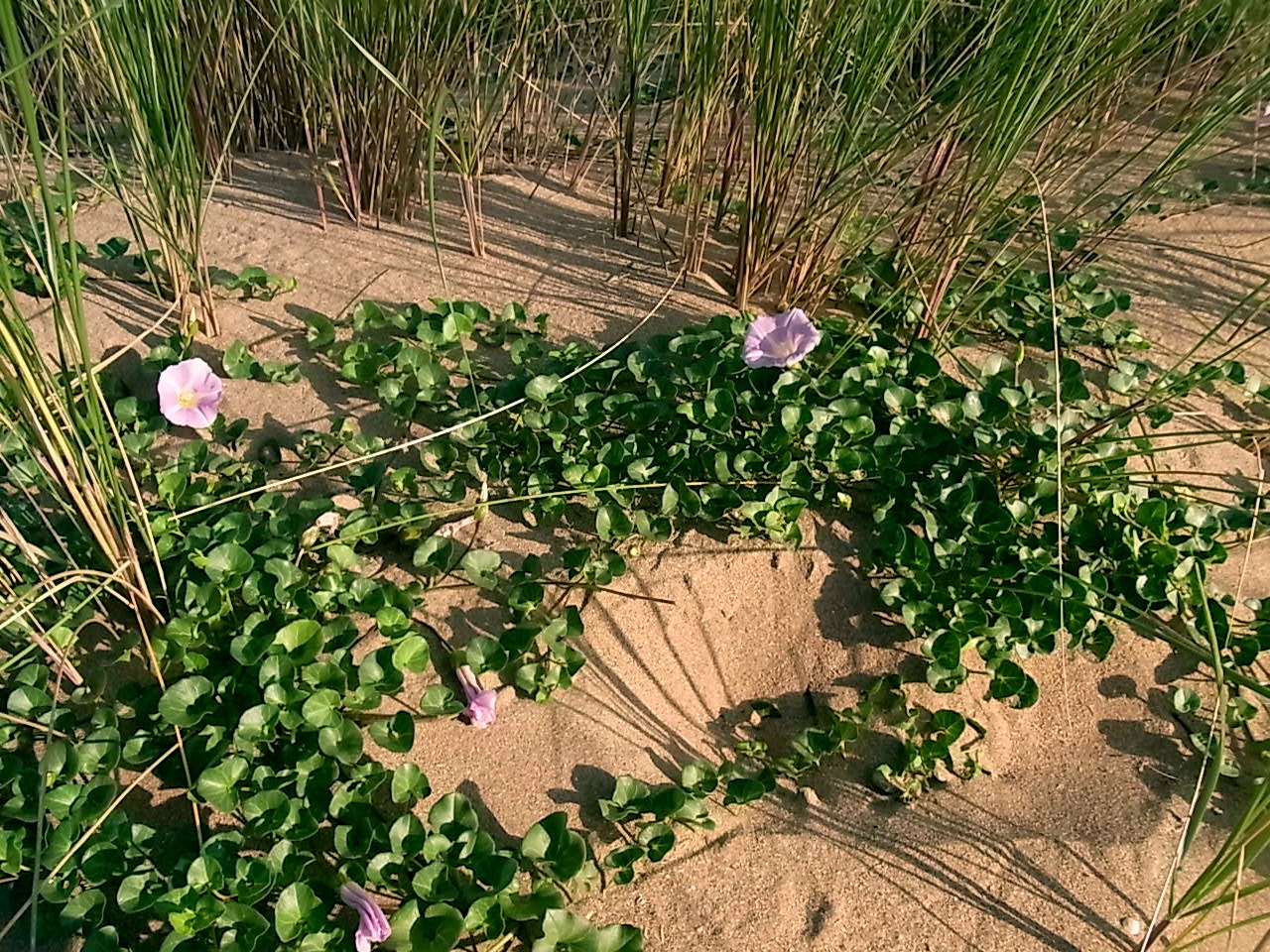 Изображение особи Calystegia soldanella.