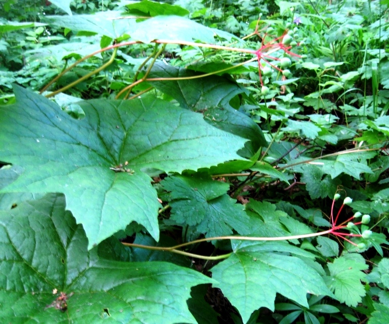 Изображение особи Diphylleia cymosa.