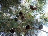 Pinus pityusa. Часть кроны со зрелыми шишками. Зап. Крым, г. Саки, сквер у санатория им. Н.Н. Бурденко. 29.08.2011.