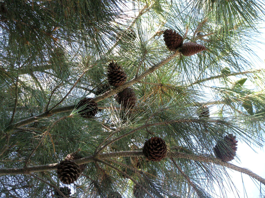 Image of Pinus pityusa specimen.