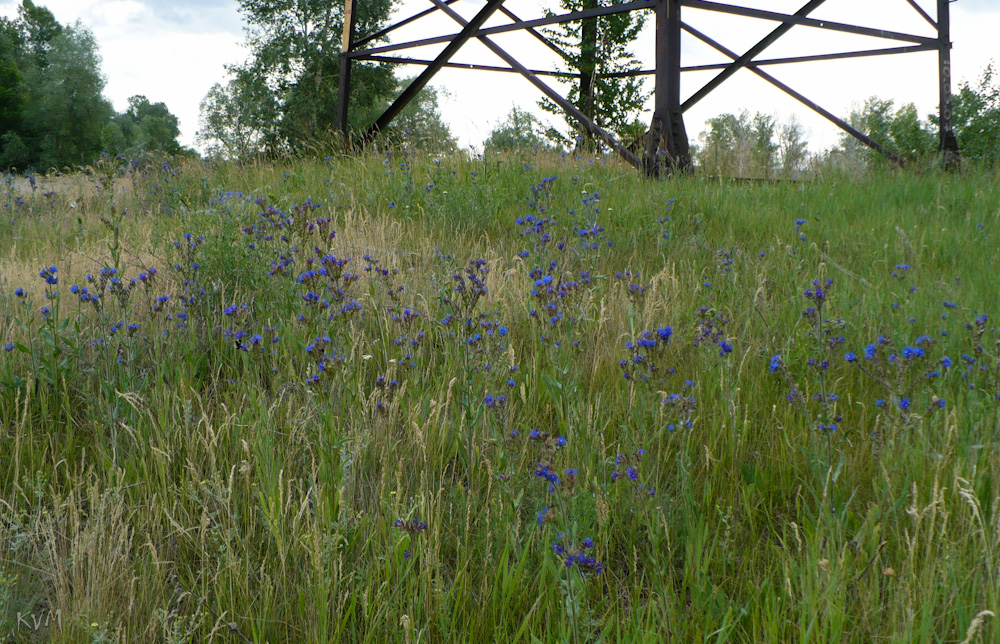 Изображение особи Anchusa officinalis.