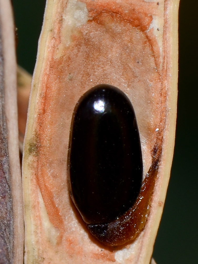Image of Acacia saligna specimen.
