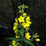 Lysimachia vulgaris