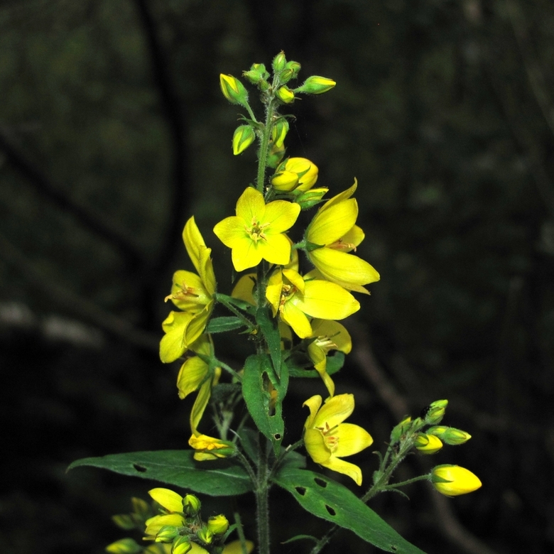 Изображение особи Lysimachia vulgaris.