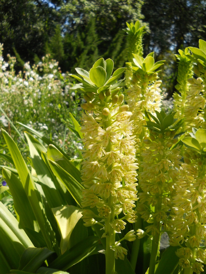 Image of Eucomis autumnalis specimen.