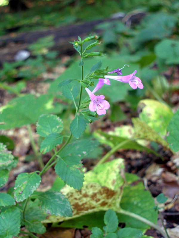 Image of Drymosiphon grandiflorus specimen.